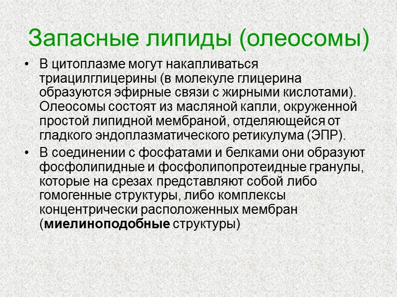 Запасные липиды (олеосомы) В цитоплазме могут накапливаться триацилглицерины (в молекуле глицерина образуются эфирные связи